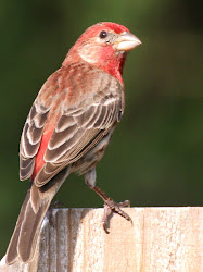 texas birding se wildlife window finches watching youngster bringing feeder keeps dad sure outside many living young