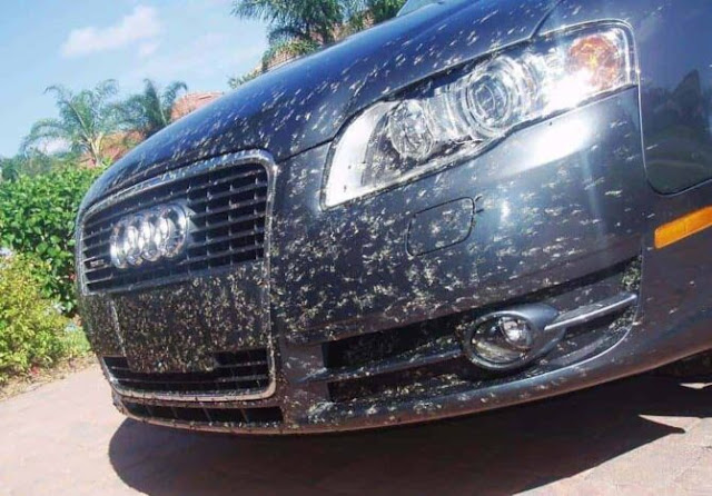 Comment enlever les insectes sur une voiture
