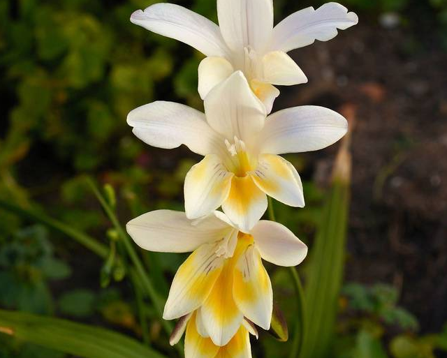 51 Freesia Like Flowers Flowyes