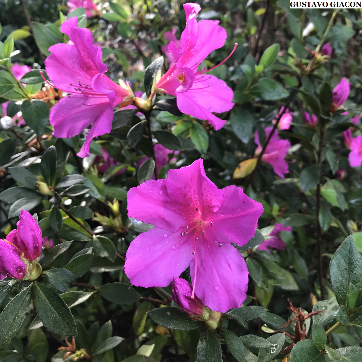 Viveiro Ciprest - Plantas Nativas e Exóticas: Azaleia Roxa / Lilás (  Rhododendron simsii )