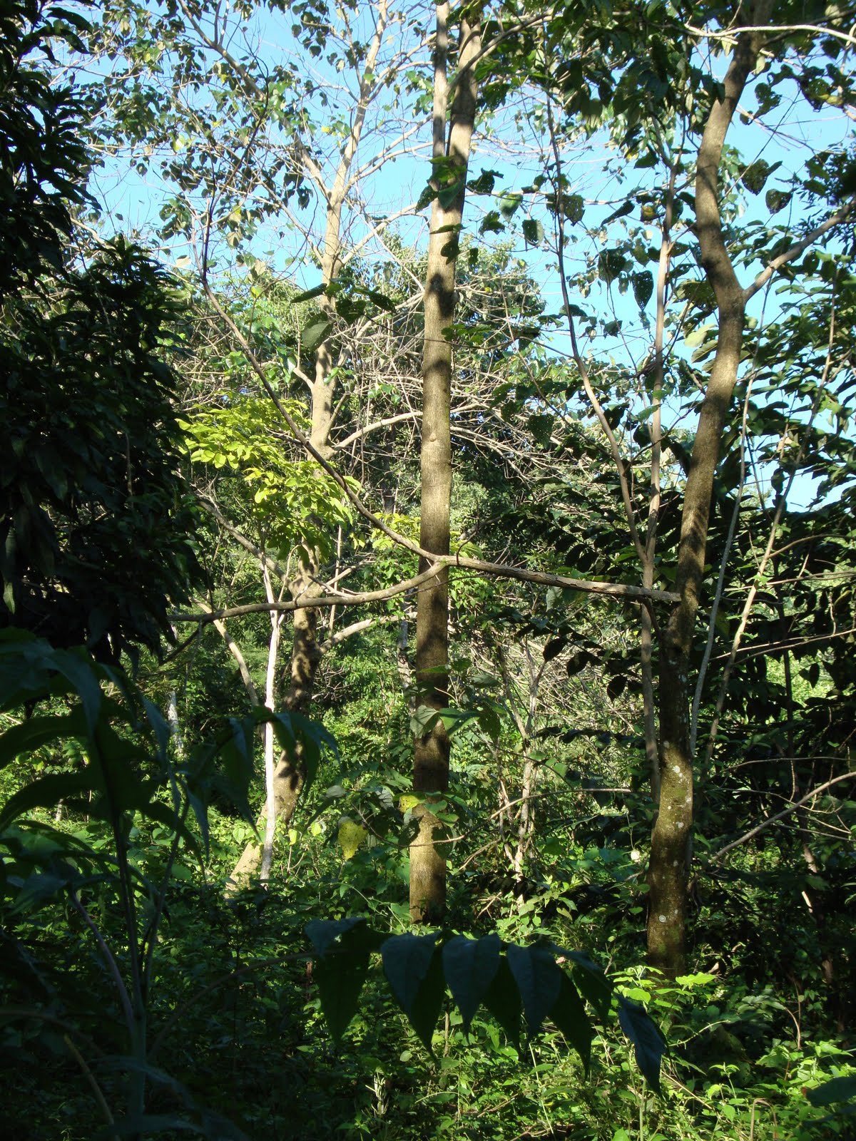 SOCIEDAD COOPERATIVA POR LA RESTAURACION DE LA NATURALEZA S.C. DE R.L