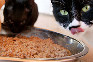 Makanan dan Minuman untuk Kucing Kampung Makanan dan Minuman untuk Kucing Kampung