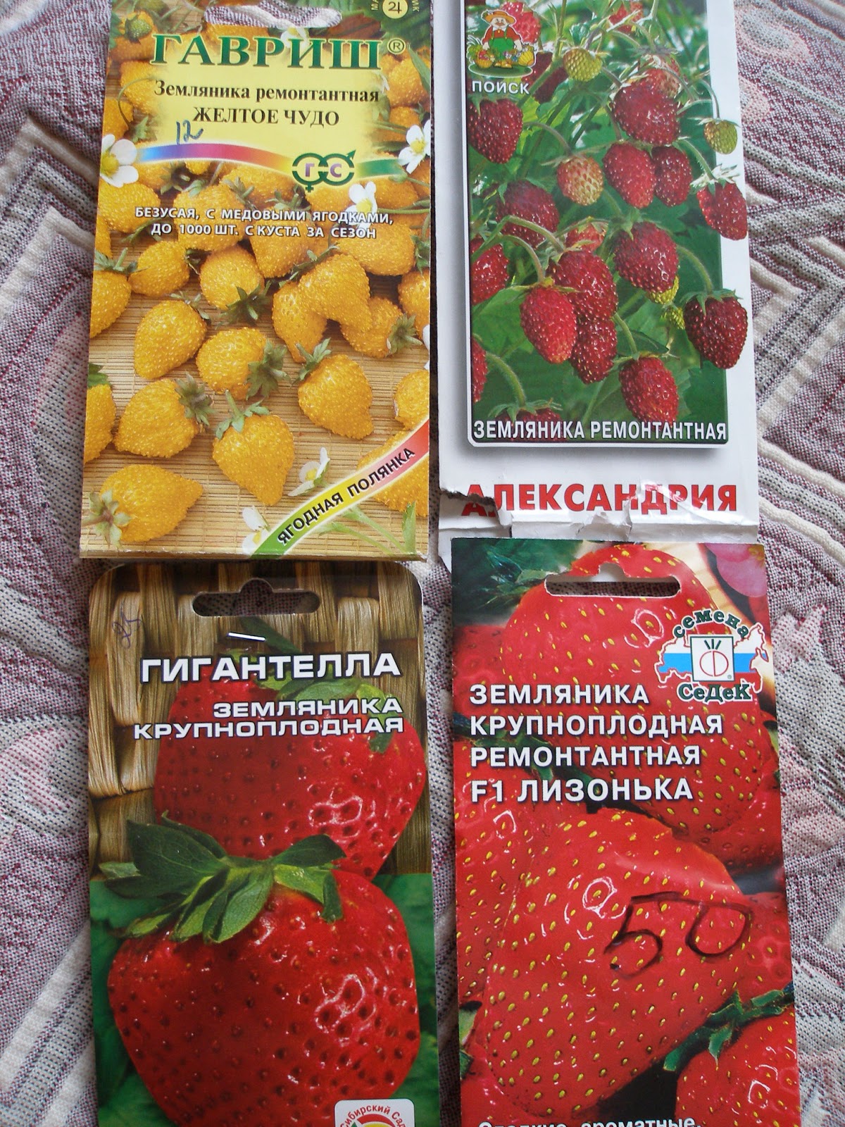 Земляника Александрия