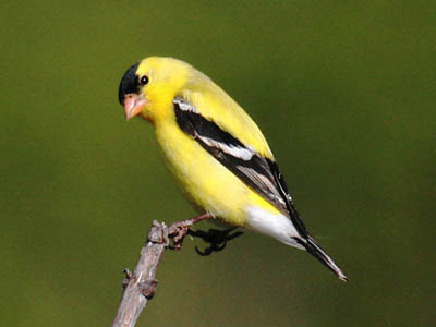 Photo of American Goldfinch on branch