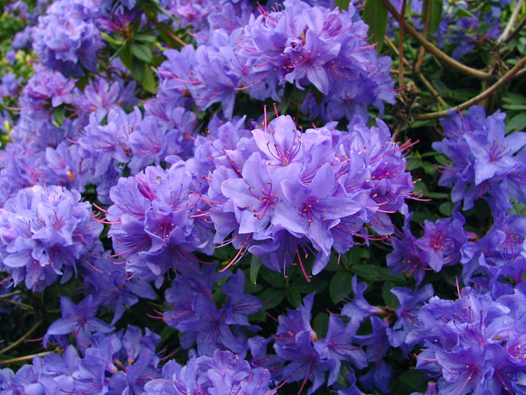 Flower Homes: Azalea Flowers