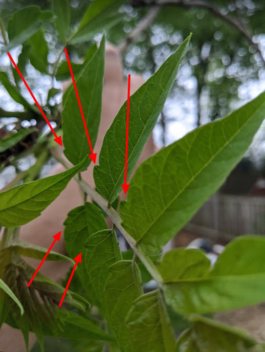 Walnut vs Tree of Heaven vs. Sumac Backyard Identification June 2020