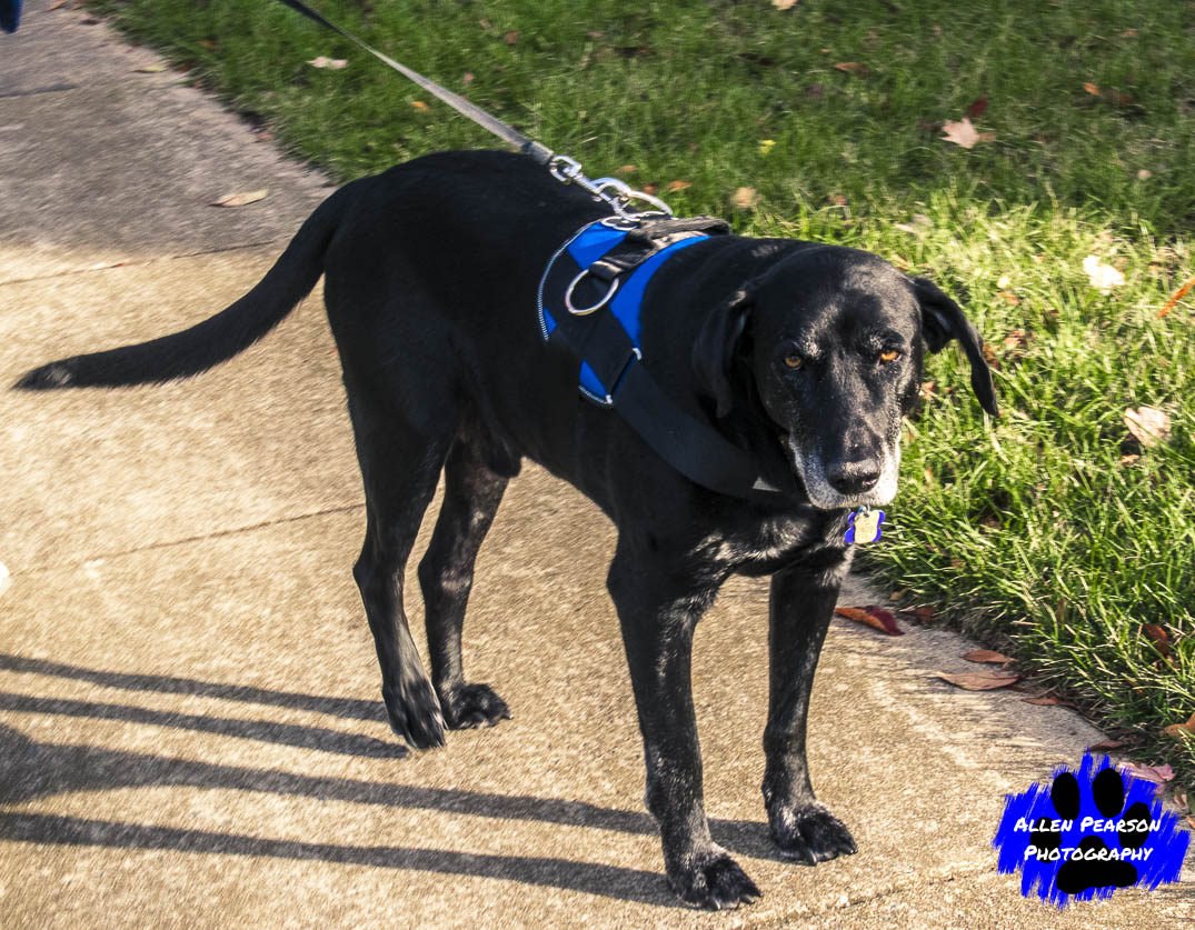 Joyride leash Clearance
