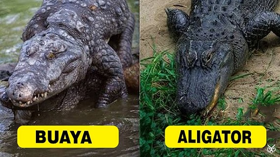 Perbedaan Aligator dan Buaya