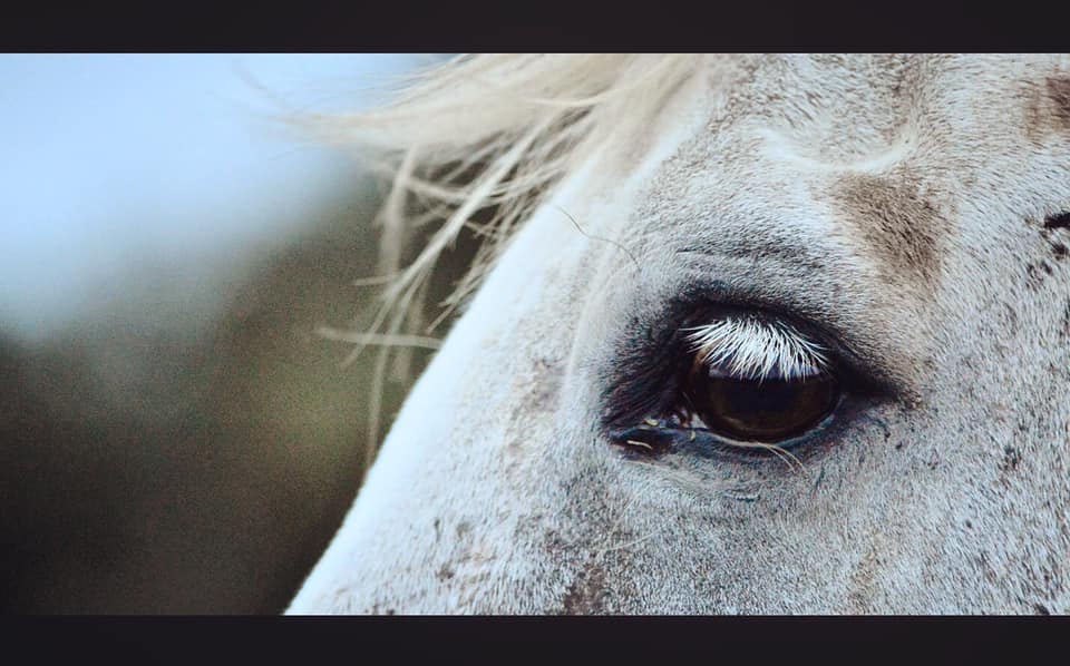 Cortijo El Indiviso, volunteer project, food and accommodation, Cadiz, Spain