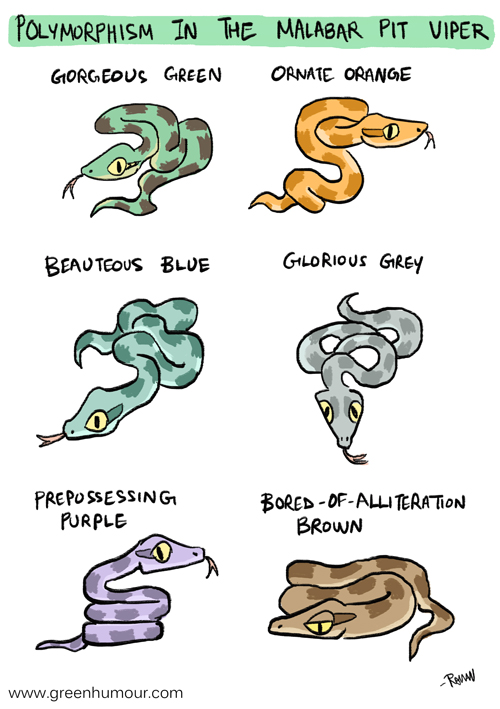 Green Humour Polymorphism in the Malabar Pit Viper