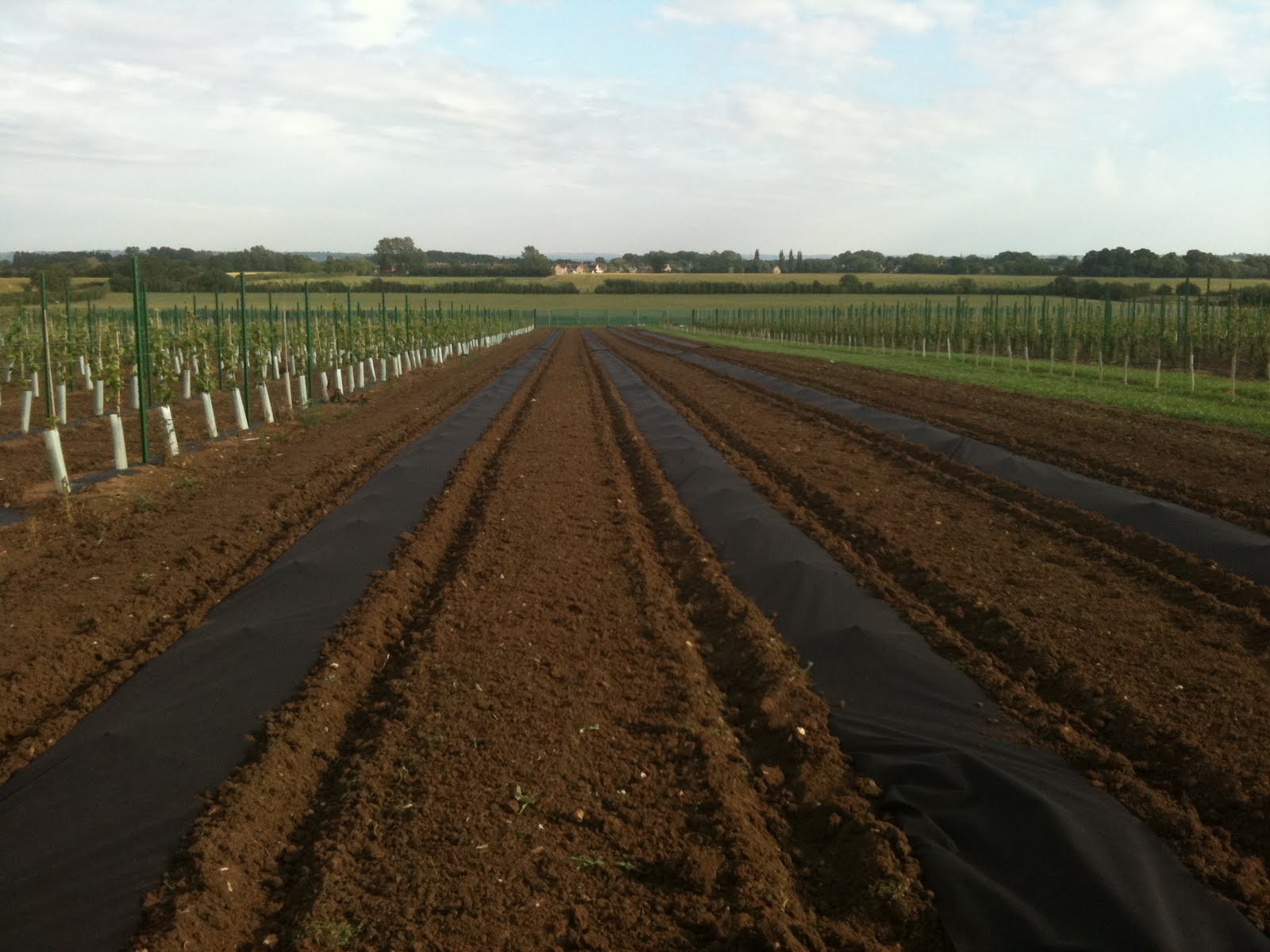 Poulton Hill Estate Laying mulch fabric and installing canes & rabbit