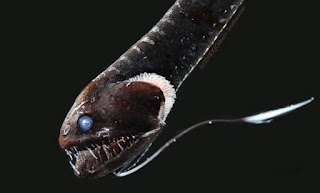 How The Blackest Fish In The Sea ‘Disappear’ – Scientists Explain (Photos) How The Blackest Fish In The Sea ‘Disappear’ – Scientists Explain (Photos)