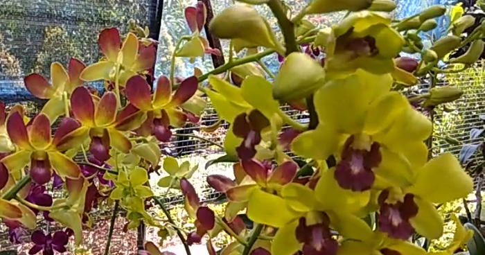 TERNYATA MUDAH Cara memperbanyak anggrek dendrobium - Ayo-Berkebun