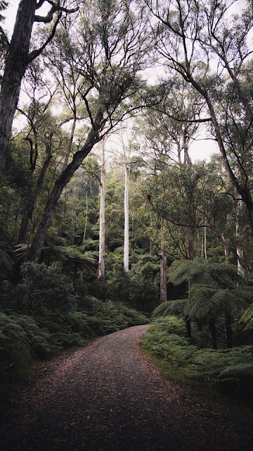 Screen background for Forest, Trees, Road, Nature Screen background for Forest, Trees, Road, Nature