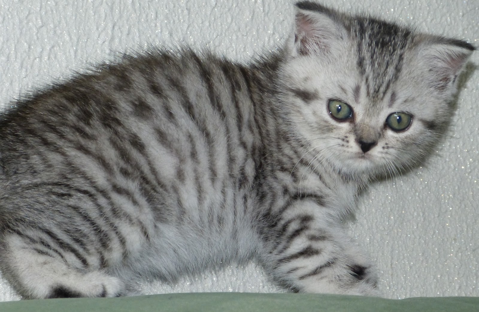 Britisch Kurzhaar Kitten BKH silver tabby classic und BKH mackerel