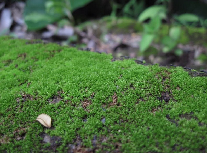 Lumut Bryophyta Ciri Ciri Lumut Klasifikasi Peranan Lumut Dalam Kehidupan Study Blogs