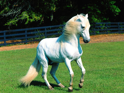 صور حصان