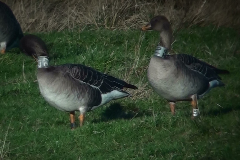 Angus' Bean Goose Blog News update on the Bean Geese flock at Slamannan
