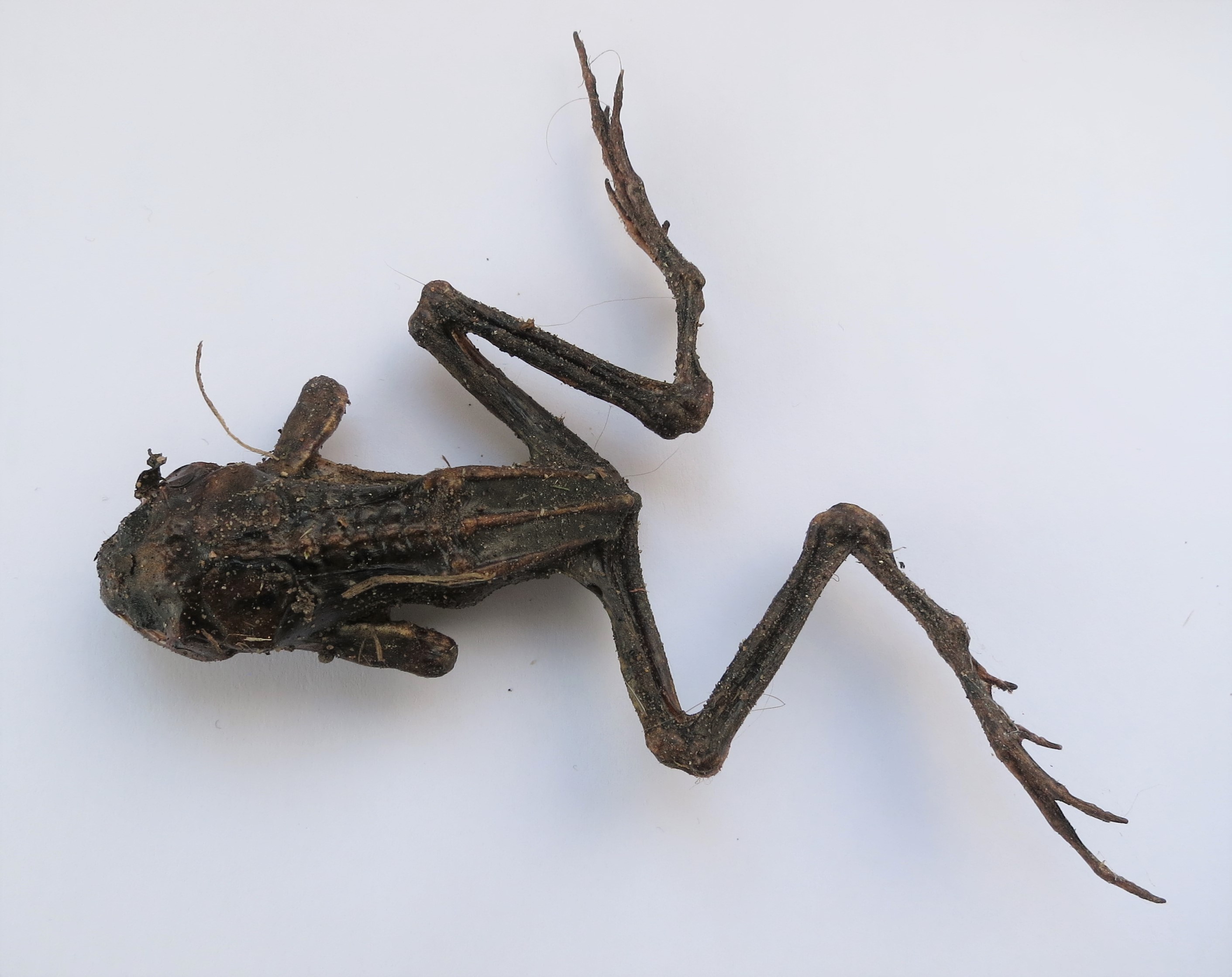 Dead Frog
