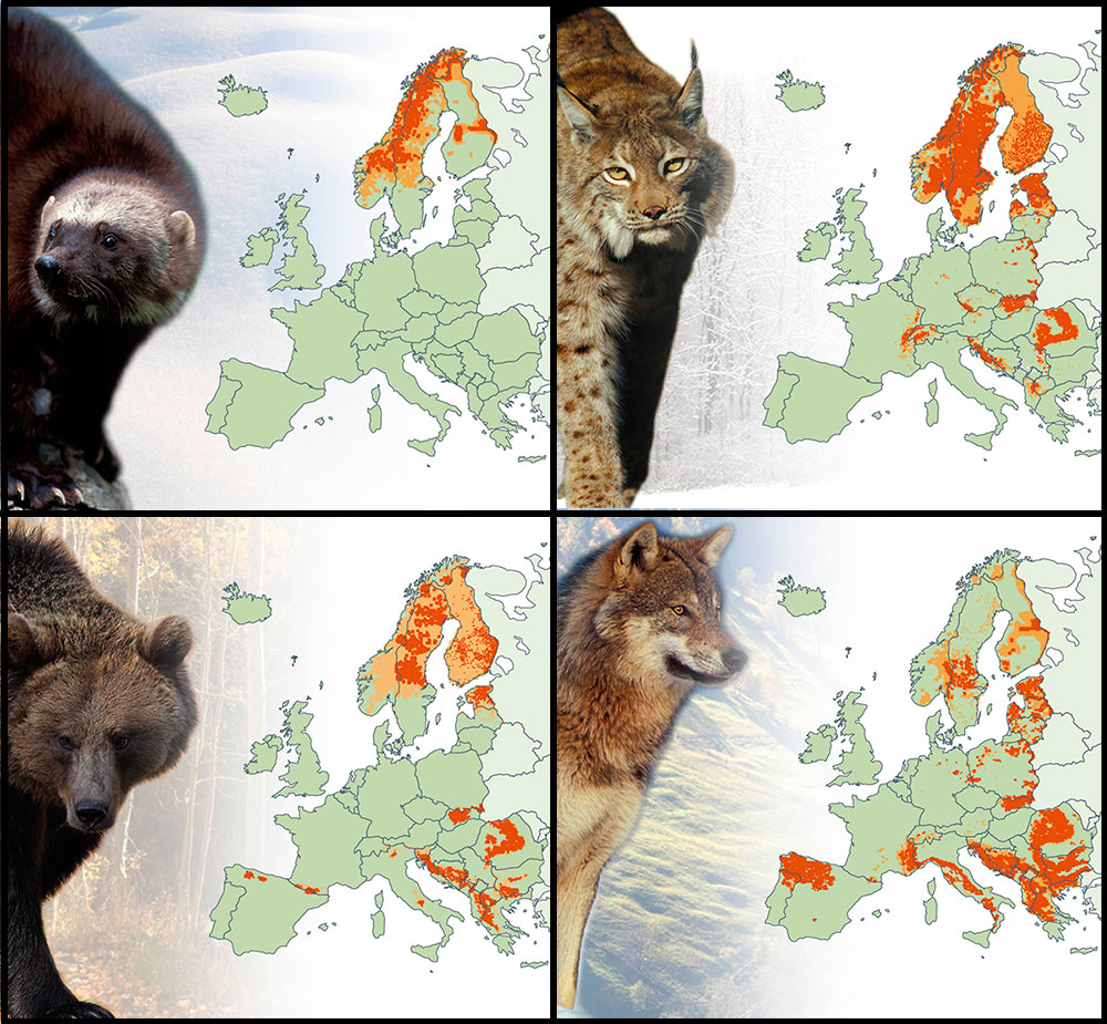 Carnivores of Europe