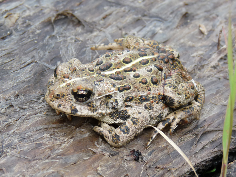 western toad