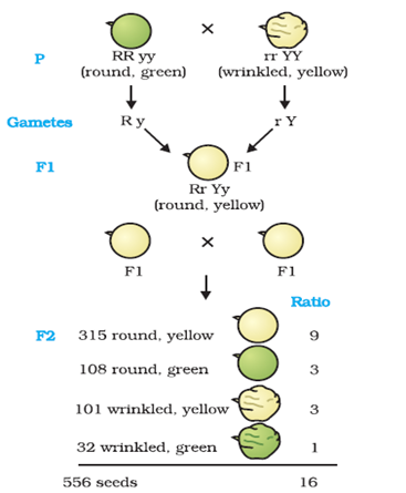what is dominant gene class 10