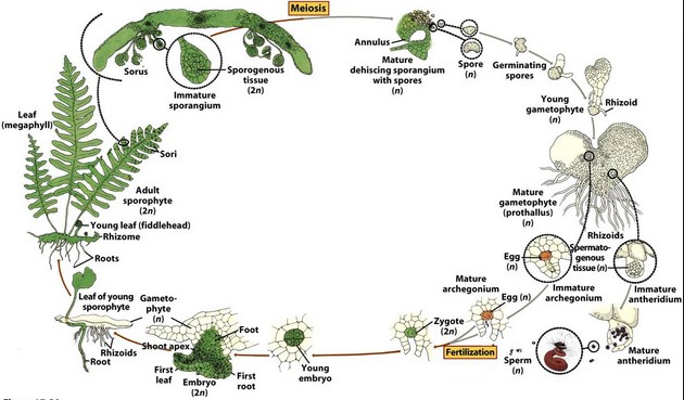 Cara Flora Paku Berkembang Biak Mindut