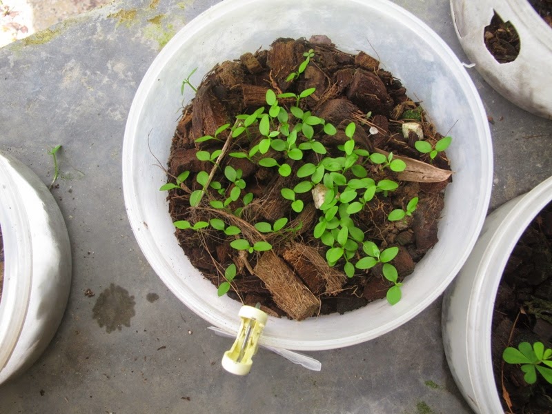 Hoya la ! Hoya seeds, germination test