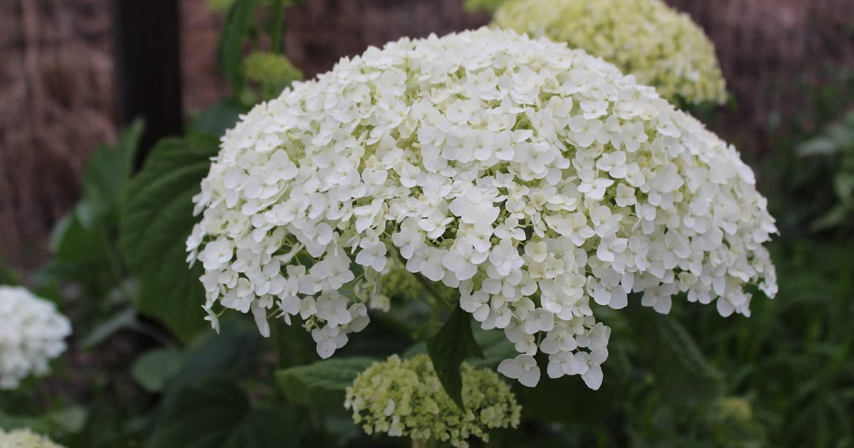 The Vermont Gardener Hydrangeas