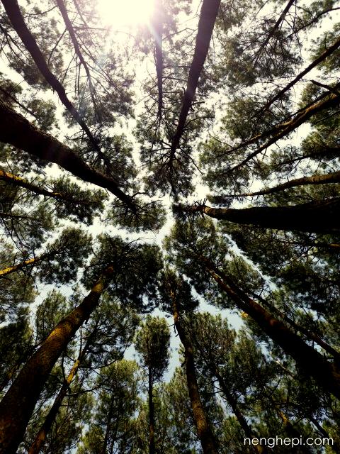 Hutan Pinus Imogiri, Jogja