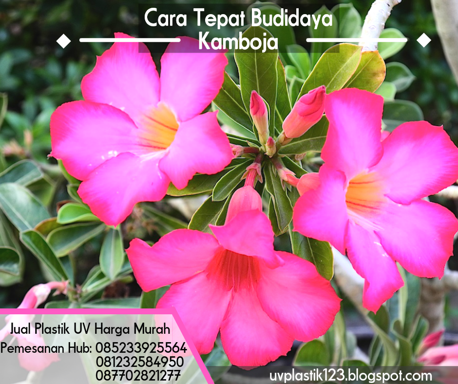 Bunga Kamboja Png / bunga raya flower - Sticker by izahlover - Klik