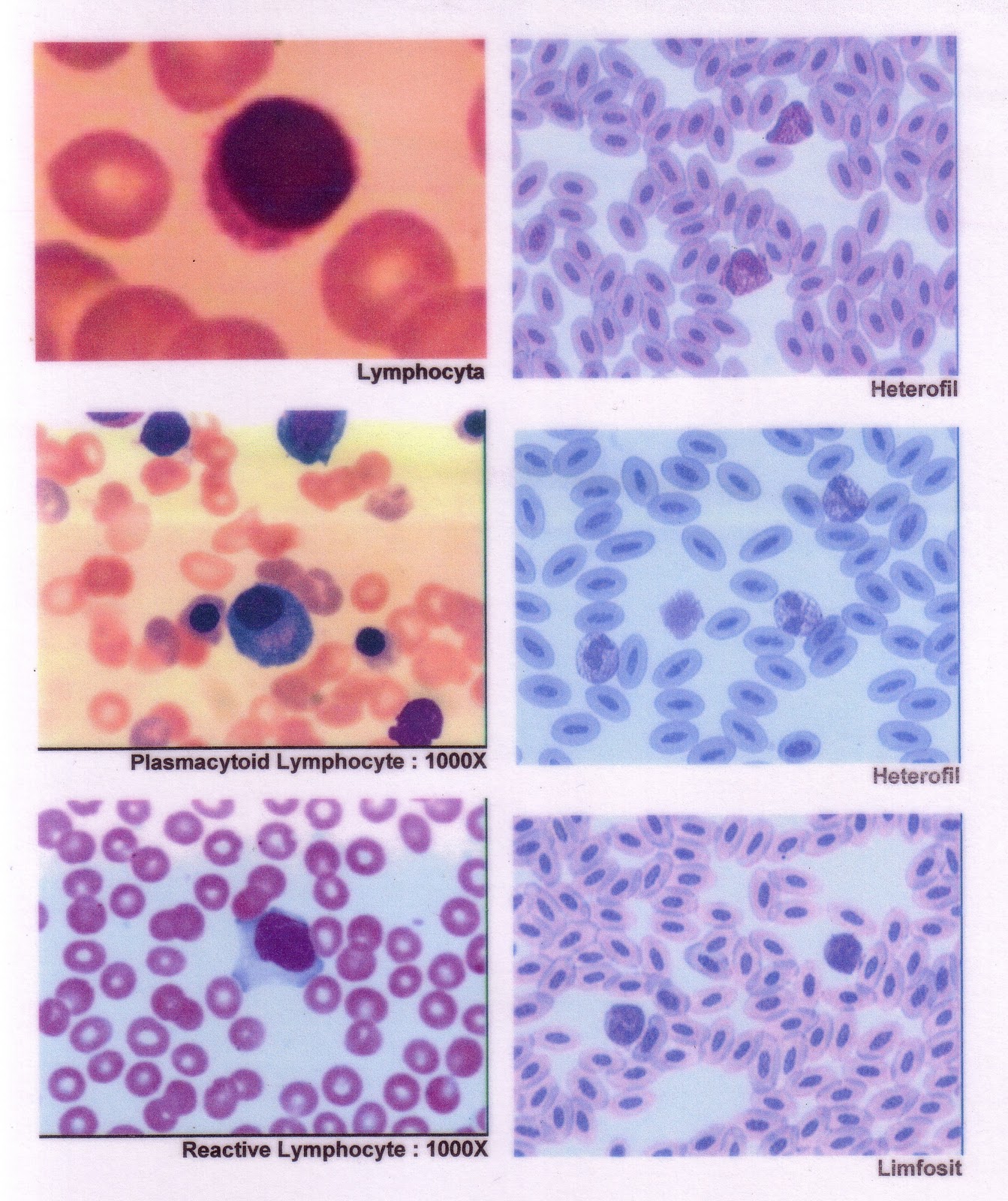 veteriner atmosphere: Fisiologi-Gambar sel-sel Darah