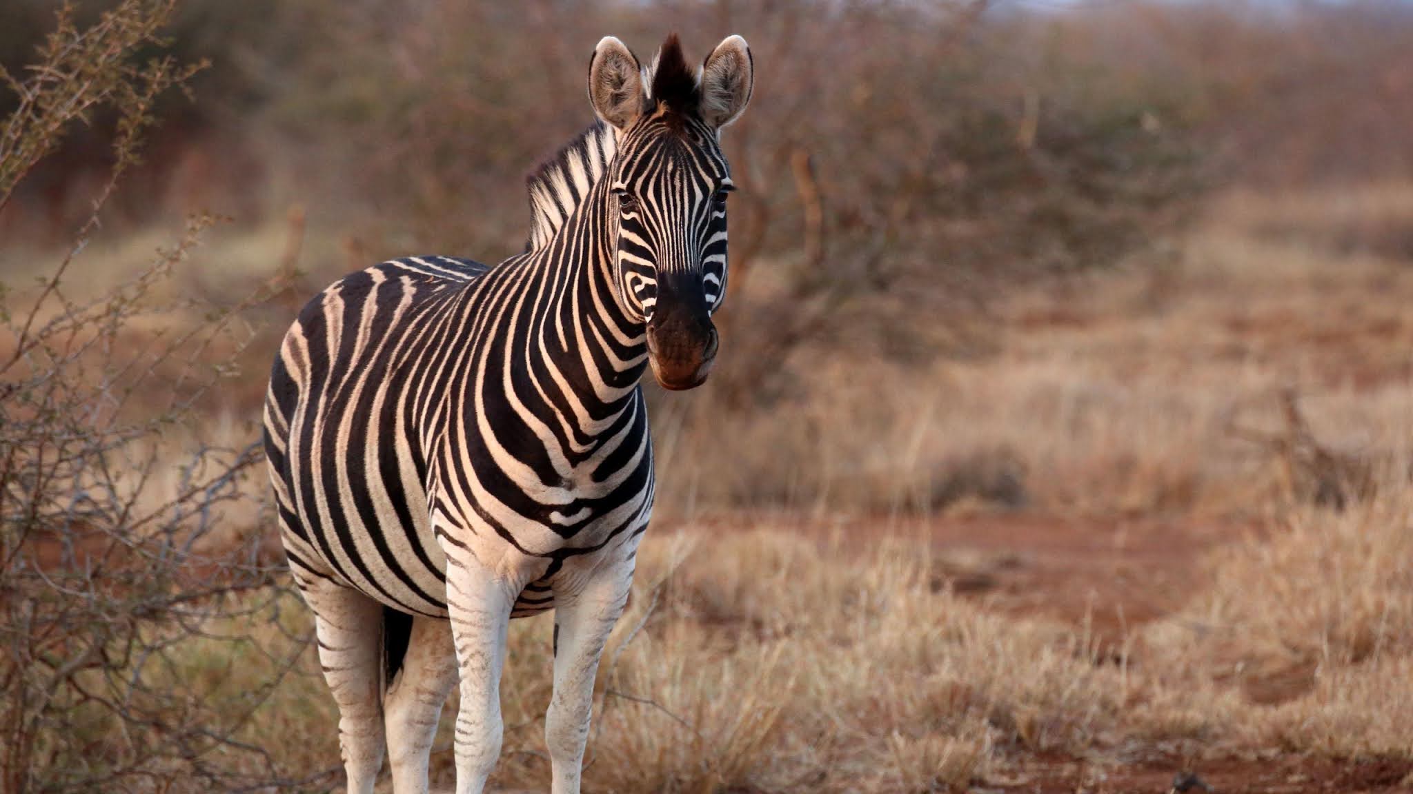 Zebra, Africa, Wildlife, Safari