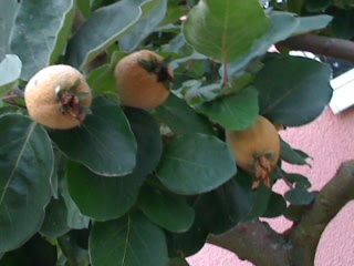 Quinces for jelly