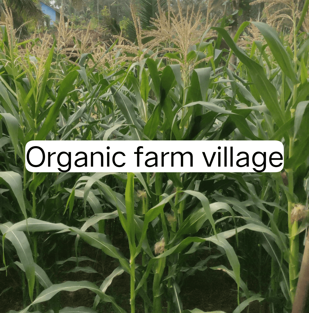 Cara Menanam Jagung Manis Berbuah Besar - Organic Farm Village