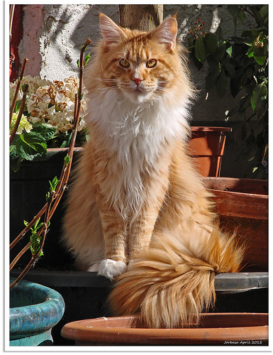 Maine Coon cat breed information