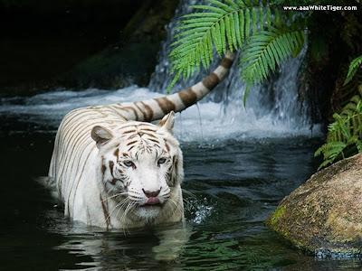 white tiger screensaver
