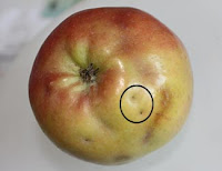 Apple Maggot damage Apple Maggot damageA