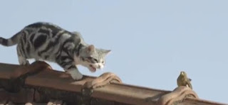Só Whiskas faz o seu gato descer do telhado