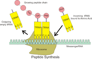 Protein sentezi sırasında tRNA ve mRNA'nın etkileşimi.