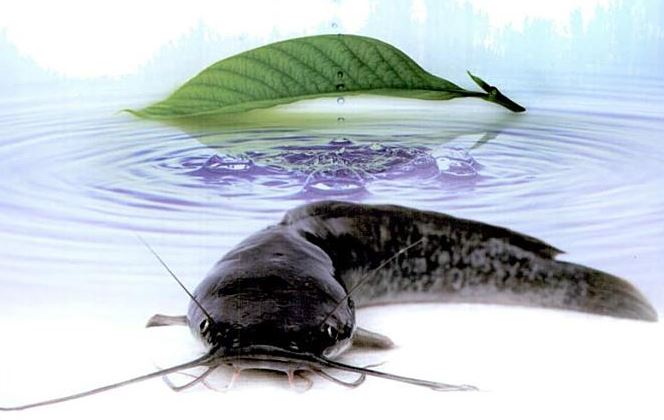 Asal Usul Ikan Lele | PoultryShop Indonesia