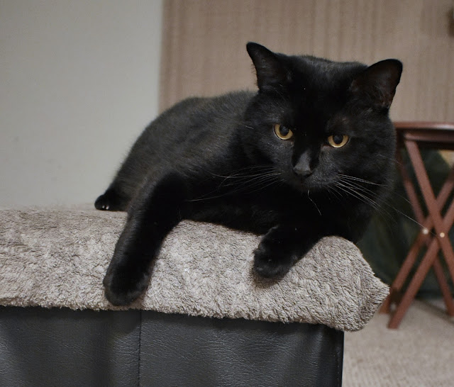 Do cats need human interaction or are they completely fine on their own