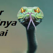 Nama Nama Hewan Dalam Bahasa Batak Karo Binatang Tumbuhan Buah Buahan Akuntt Com Mencerdaskan Bangsa