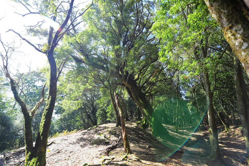 抵達拉夫朗山前的見到的大樹