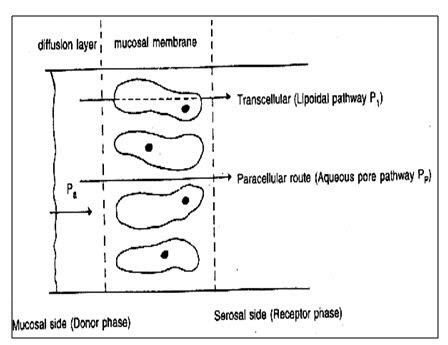 Mechanism of transmucosal permeation