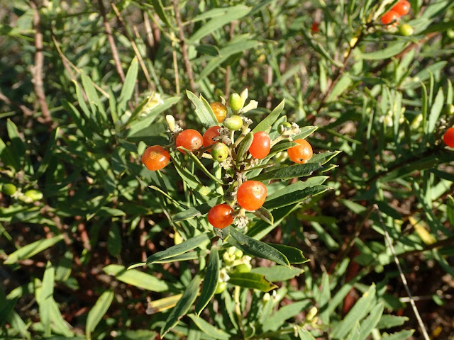 Daphne gnidium Daphne gnidium