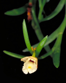 Lan Hoàng thảo hai thùy - Dendrobium bilobulatum Seidenf. 2 Dendrobium%2Bbilobulatum%2BSeidenf.