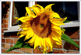 Giant Sunflowers ©BionicBasil® The Pet Parade 361