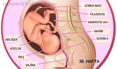 hamileliğin 30. haftasında bebeğin pozisyonu