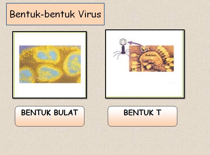Bentuk Bentuk Virus Blog Pak Pandani